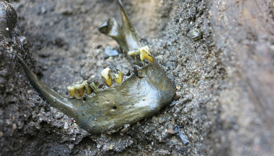 Another lower jawbone from the excavation. (Photo: Skanderborg Museum)