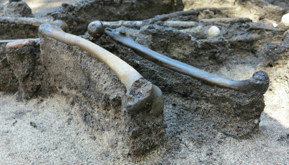 Thighbones from the dead warriors. (Photo: Skanderborg Museum)
