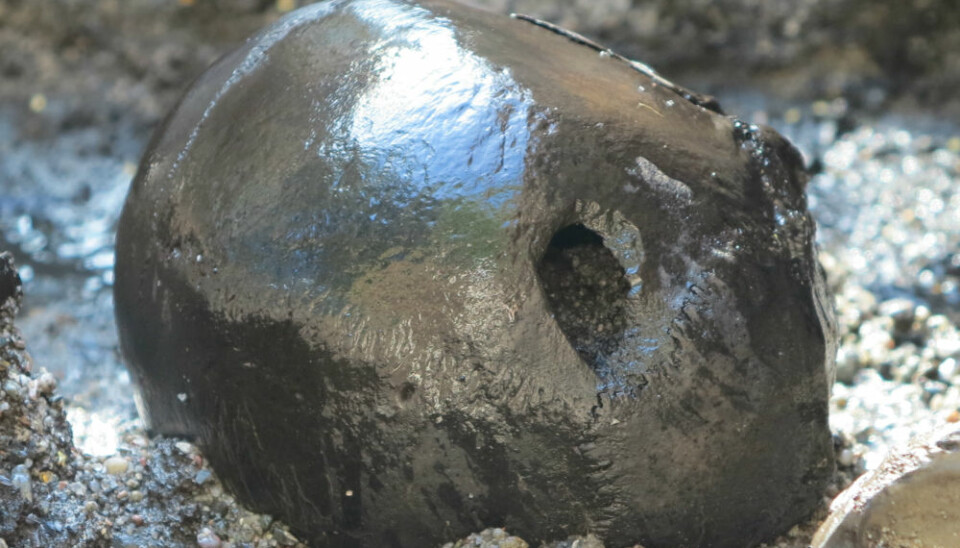 The first skull found in the 2012 excavation. The hole is believed to have come from a lance or an arrowhead. (Photo: Skanderborg Museum)