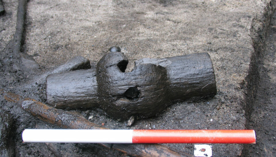 Part of a wooden hub found in the layer just above where the bones were found. (Photo: Skanderborg Museum)