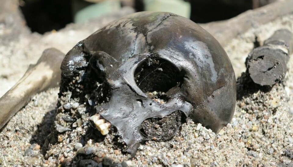 Skulls are scattered around thighbones and joints in the great mass grave at Alken. The sacrifices consisted of body parts rather than whole bodies. Bite marks from animals show that predators have had plenty of time to chew on the bones. (Photo: Skanderborg Museum)