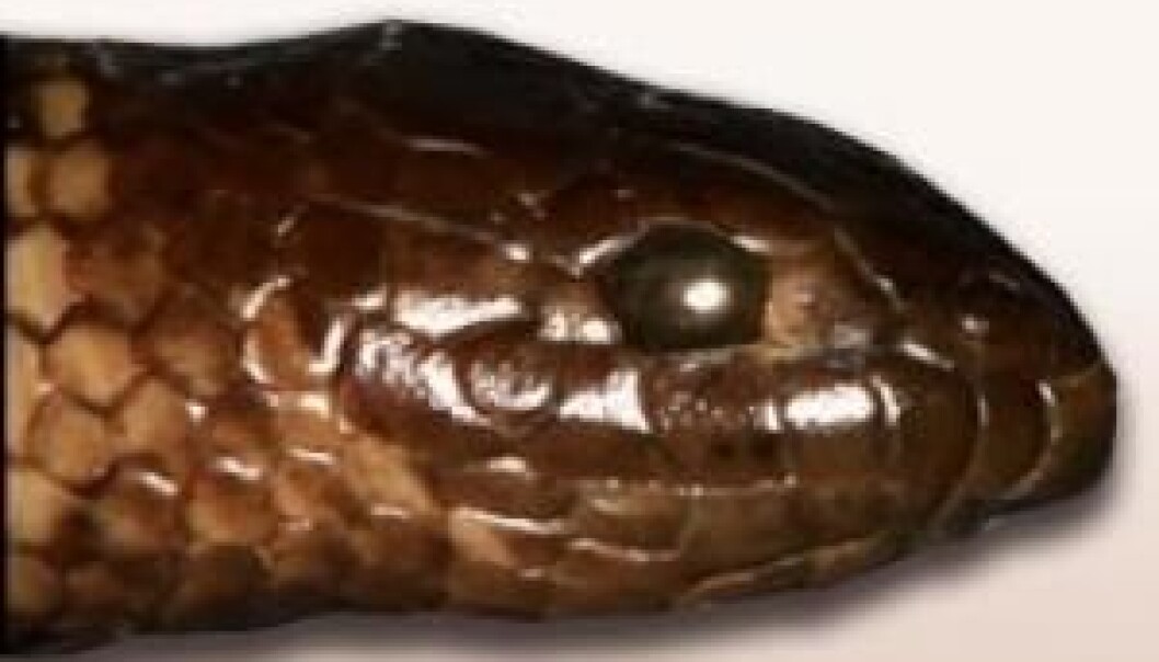 Although the newly discovered sea snake species Aipysurus mosaicus can hardly be distinguished from the Aipysurus eydouxi species with the naked eye, it is unique. (Photo: Arne Redsted Rasmussen) Although the newly discovered sea snake species Aipysurus mosaicus can hardly be distinguished from the Aipysurus eydouxi species with the naked eye, it is unique. (Photo: Arne Redsted Rasmussen)
