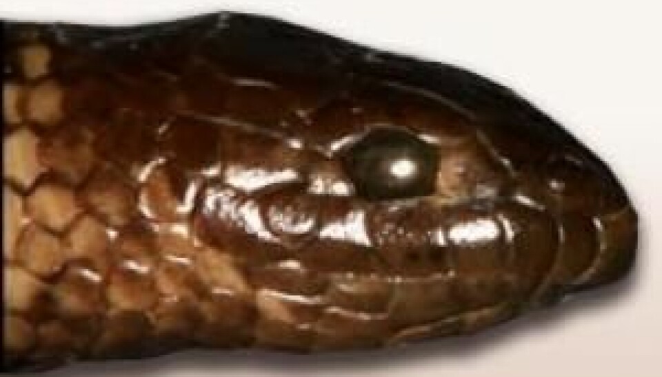 Although the newly discovered sea snake species Aipysurus mosaicus can hardly be distinguished from the Aipysurus eydouxi species with the naked eye, it is unique. (Photo: Arne Redsted Rasmussen)