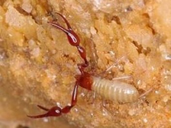 The cave in Sardinia is home to some very special animals. In fact, on previous trips, the instructors discovered some new species, says Andreas Mogensen, one of the six astronauts participating in the ESA CAVES project. (Photo: ESA-F. Sauro 4) The cave in Sardinia is home to some very special animals. In fact, on previous trips, the instructors discovered some new species, says Andreas Mogensen, one of the six astronauts participating in the ESA CAVES project. (Photo: ESA-F. Sauro 4)