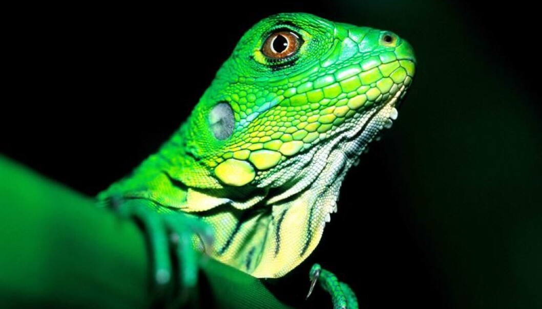 Many animal and plant species are disappearing from protected forests. More than 200 researchers have collaborated in a new study which shows that protected tropical forests are in a far worse state than the researchers believed. (Photo: Christian Ziegler, Smithsonian Tropical Research Institute) Many animal and plant species are disappearing from protected forests. More than 200 researchers have collaborated in a new study which shows that protected tropical forests are in a far worse state than the researchers believed. (Photo: Christian Ziegler, Smithsonian Tropical Research Institute)