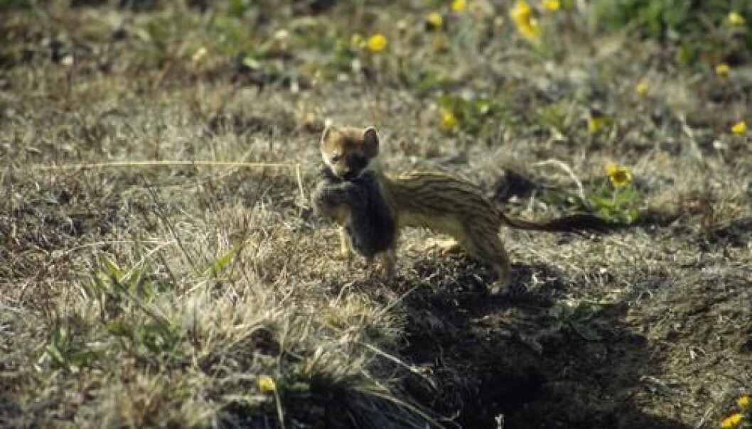 A stoat has just caught a lemming. In the past 12 years, however, there has been a shortage of food for the stoat as the number of lemmings in Northeast Greenland has reduced dramatically. (Photo: Niels Martin Schmidt) A stoat has just caught a lemming. In the past 12 years, however, there has been a shortage of food for the stoat as the number of lemmings in Northeast Greenland has reduced dramatically. (Photo: Niels Martin Schmidt)
