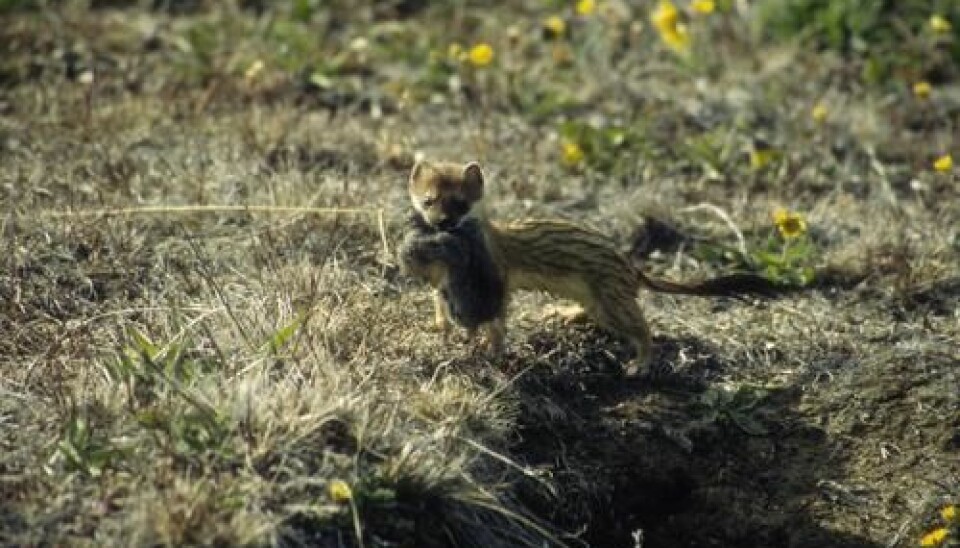 A stoat has just caught a lemming. In the past 12 years, however, there has been a shortage of food for the stoat as the number of lemmings in Northeast Greenland has reduced dramatically. (Photo: Niels Martin Schmidt)