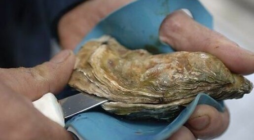 Oysters are more complex than we think