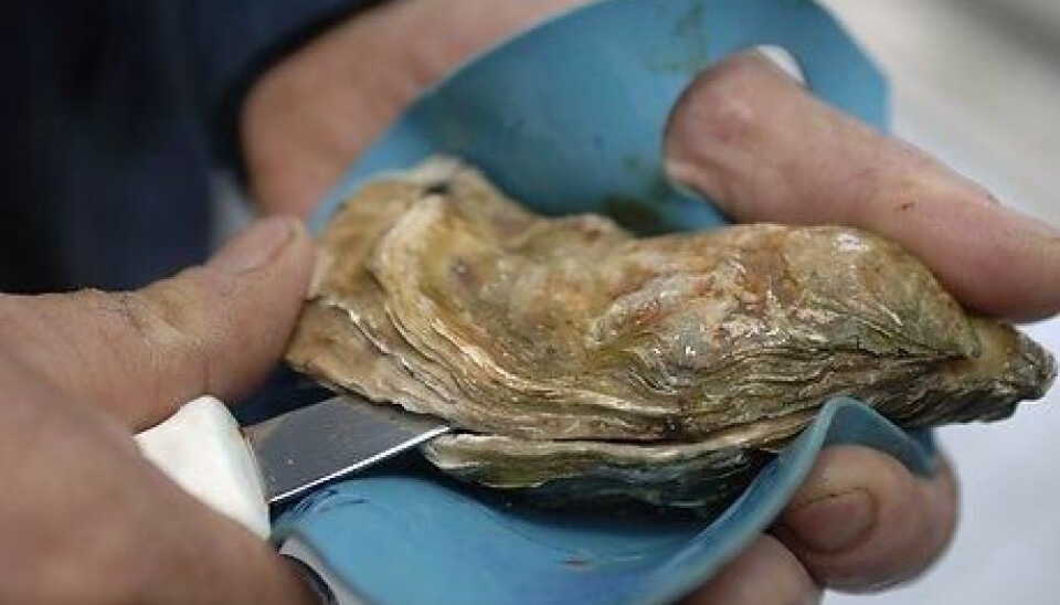 They seem to be nothing more than a bit of slime in a shell – but oysters are highly adapted survivors in one of the most changeable environments in the seas around us. Oysters have developed genes that enable them to deal with everything from changing temperatures to heavy metals and harmful bacteria. (Photo: Colourbox)