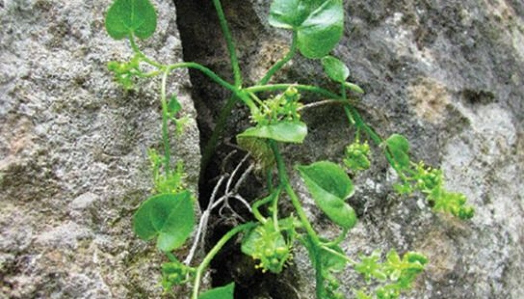 This herb has been growing into crevices of the rocks some 850 metres above the sea for millions of years. It’s a relic of a time when Spain was tropical and covered in rainforest. (Photo: García et al.) This herb has been growing into crevices of the rocks some 850 metres above the sea for millions of years. It’s a relic of a time when Spain was tropical and covered in rainforest. (Photo: García et al.)