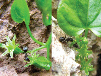 Ants ensure that the female plant (pictured left) receives pollen from the male plant (pictured right). (Photo: García et al.) Ants ensure that the female plant (pictured left) receives pollen from the male plant (pictured right). (Photo: García et al.)