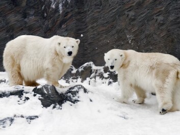 Great consideration must be given to polar bears and other threatened Arctic wildlife when ‘raw materials fever’ hits the Arctic. (Photo: Colourbox) Great consideration must be given to polar bears and other threatened Arctic wildlife when ‘raw materials fever’ hits the Arctic. (Photo: Colourbox)