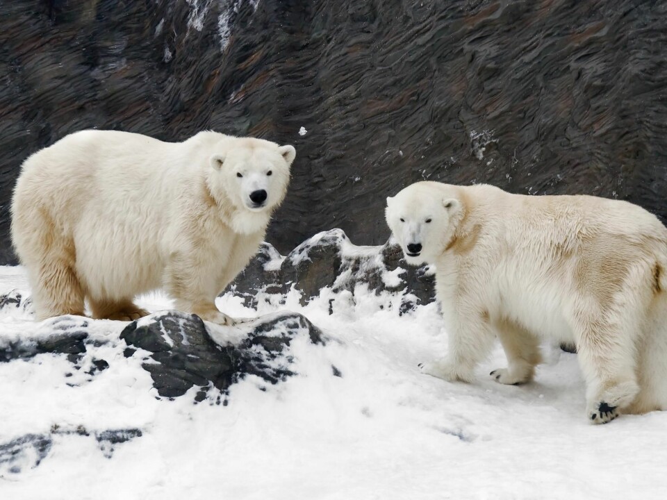 Great consideration must be given to polar bears and other threatened Arctic wildlife when ‘raw materials fever’ hits the Arctic. (Photo: Colourbox)