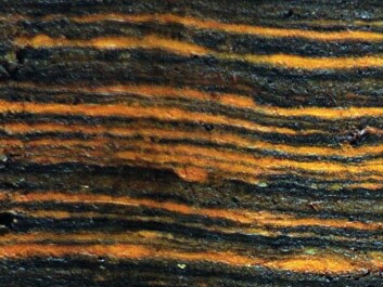 In the sediment cores, the scientists could measure the ratio of manganese to iron, which enabled them to see how the North Atlantic Oscillations had given either warm and wet or cold and dry winters over the past 5,200 years. Layers in the sediment are like growth rings in trees, telling researchers how the oscillations developed from year to year. (Photo: Mads Faurschou Knudsen) In the sediment cores, the scientists could measure the ratio of manganese to iron, which enabled them to see how the North Atlantic Oscillations had given either warm and wet or cold and dry winters over the past 5,200 years. Layers in the sediment are like growth rings in trees, telling researchers how the oscillations developed from year to year. (Photo: Mads Faurschou Knudsen)