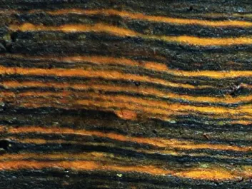 In the sediment cores, the scientists could measure the ratio of manganese to iron, which enabled them to see how the North Atlantic Oscillations had given either warm and wet or cold and dry winters over the past 5,200 years. Layers in the sediment are like growth rings in trees, telling researchers how the oscillations developed from year to year. (Photo: Mads Faurschou Knudsen)