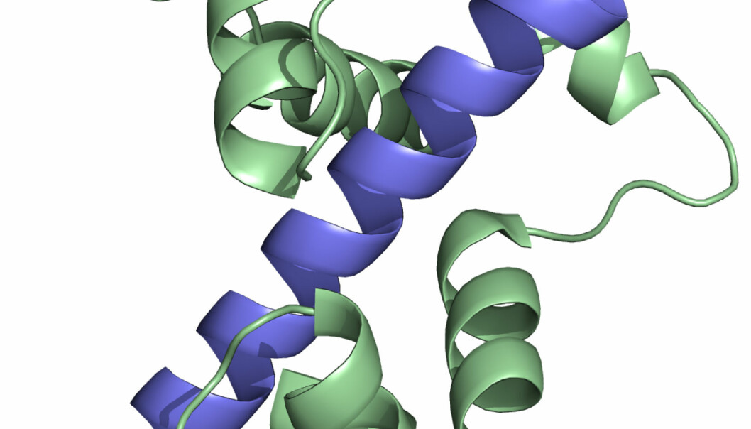 The illustration shows the calmodulin protein (in green). Calmodulin acts as a kind of sensor that measures the concentration of calcium (the grey spheres) in heart cells, and which thus helps regulate the heart rhythm. The new study revealed that mutated calmodulin proteins bind to calcium in a different way to how regular calmodulin proteins do. (Illustration: Michael Toft Overgaard)