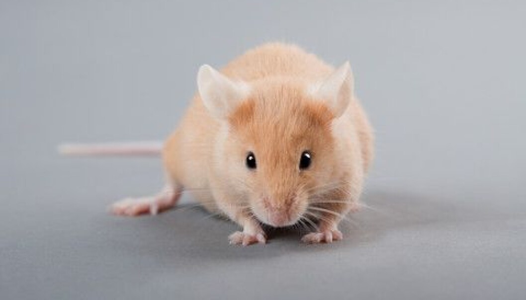 Mice can be stressed by many factors, such as having a wire grid as a floor – and by bacteria in their intestines. (Photo: Colourbox) Mice can be stressed by many factors, such as having a wire grid as a floor – and by bacteria in their intestines. (Photo: Colourbox)