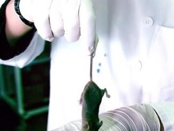 You can give a mouse stress by lifting it up by its tail. Researchers must therefore be careful when handling mice during experiments that are not stress-related. (Photo: Colourbox) You can give a mouse stress by lifting it up by its tail. Researchers must therefore be careful when handling mice during experiments that are not stress-related. (Photo: Colourbox)