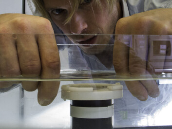 Power cut. PhD student Christian Pfeffer draws a thin wire through the seabed, thereby severing the cable bacteria. (Photo: Nils Risgaard-Petersen) Power cut. PhD student Christian Pfeffer draws a thin wire through the seabed, thereby severing the cable bacteria. (Photo: Nils Risgaard-Petersen)