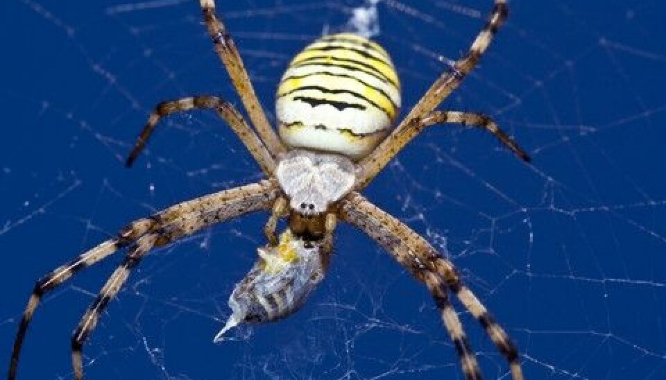 Nasty spiders like this one are of little practical value to us humans. When we still want to make sure they survive as a species, we do it based on a religious ethic, a Danish theologian argues in a new book. (Photo: Colourbox)