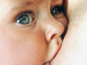 The milk normally does not become harmful even if there’s an infection. If there’s purulent matter in the milk, Peder Ahnfeldt-Mollerup recommends that the women milk it out throw it away. (Photo: Colourbox) The milk normally does not become harmful even if there’s an infection. If there’s purulent matter in the milk, Peder Ahnfeldt-Mollerup recommends that the women milk it out throw it away. (Photo: Colourbox)