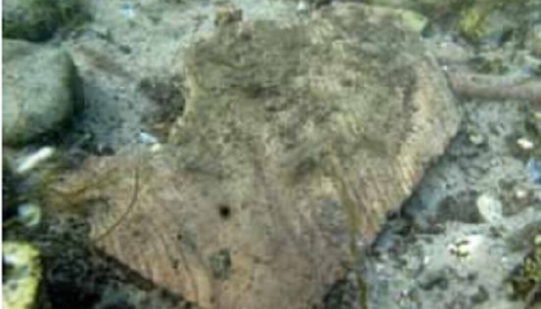 Paddle from Horsens Fjord, as it was discovered on the seabed. (Photo: Jesper Frederiksen, Moesgård Museum) Paddle from Horsens Fjord, as it was discovered on the seabed. (Photo: Jesper Frederiksen, Moesgård Museum)