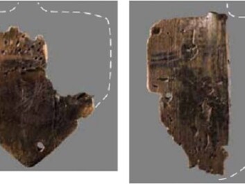 Pictured on the left is the underside of the paddle in the picture at the top with clearly visible paint. On the right is a semi-preserved, painted paddle. (Photo: Derek Butler, Moesgård Museum) Pictured on the left is the underside of the paddle in the picture at the top with clearly visible paint. On the right is a semi-preserved, painted paddle. (Photo: Derek Butler, Moesgård Museum)