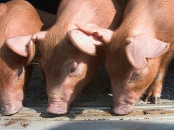 To date, humans and mice are the only mammals that have had their genetic material mapped as thoroughly as pigs have in the new study. (Photo: Martien A.M. Groenen) To date, humans and mice are the only mammals that have had their genetic material mapped as thoroughly as pigs have in the new study. (Photo: Martien A.M. Groenen)