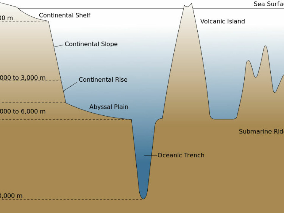 The continental shelf is the extended perimeter of a continent that lies below sea level. These so-called shelf seas are usually relatively shallow, with depths of up to 200 metres. 
The Gulf Stream is saltier than the East Greenland Current coming from the cold North. Therefore, since saltwater is heavier than freshwater, the warm Gulf Stream slides underneath the cold current when the two bodies of water come into contact off the southeast coast of Greenland. In periods where the Gulf Stream has been particularly strong, however, the amount of warm water has been so huge that the warm currents have moved into the continental shelf and into the deep Greenlandic fjords and bays in greater quantities. This has enabled the GEUS researchers to observe changes in the composition of organisms that prefer either warm or cold water in the sediment on the continental shelf. (Photo: Wikimedia Commons)
