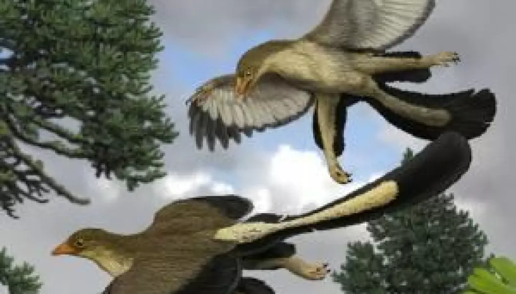 The Archaeopteryx, the oldest known bird, jumped from tree to tree and used its wings for hovering. (Illustration: Jakob Vinther)