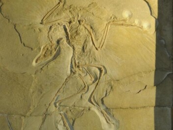 The fossil of the Jurassic bird Archaeopteryx has been studied many times before. But in the previous studies, palaeontologists have misinterpreted what they saw, argues Jakob Vinther. The imprint shows clearly that the bird had two layers of very large feathers on the wings. In the previous studies, the researchers erroneously interpreted this as the same feather having been imprinted twice in quick succession. They estimated that when the Archaeopteryx sank to the bottom of a lagoon some 155 million years ago, it touched the seabed, moved a bit and then made a second imprint. This is not correct, argues Vinther. Firstly, the wings are very clearly defined in the imprint. Secondly, both wings look identical, and, thirdly, some of the bird’s flight feathers have split, revealing a hidden layer of long feathers underneath. (Photo: Jakob Vinther) The fossil of the Jurassic bird Archaeopteryx has been studied many times before. But in the previous studies, palaeontologists have misinterpreted what they saw, argues Jakob Vinther. The imprint shows clearly that the bird had two layers of very large feathers on the wings. In the previous studies, the researchers erroneously interpreted this as the same feather having been imprinted twice in quick succession. They estimated that when the Archaeopteryx sank to the bottom of a lagoon some 155 million years ago, it touched the seabed, moved a bit and then made a second imprint. This is not correct, argues Vinther. Firstly, the wings are very clearly defined in the imprint. Secondly, both wings look identical, and, thirdly, some of the bird’s flight feathers have split, revealing a hidden layer of long feathers underneath. (Photo: Jakob Vinther)
