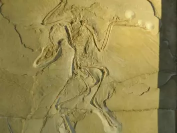 The fossil of the Jurassic bird Archaeopteryx has been studied many times before. But in the previous studies, palaeontologists have misinterpreted what they saw, argues Jakob Vinther. The imprint shows clearly that the bird had two layers of very large feathers on the wings. In the previous studies, the researchers erroneously interpreted this as the same feather having been imprinted twice in quick succession. They estimated that when the Archaeopteryx sank to the bottom of a lagoon some 155 million years ago, it touched the seabed, moved a bit and then made a second imprint. This is not correct, argues Vinther. Firstly, the wings are very clearly defined in the imprint. Secondly, both wings look identical, and, thirdly, some of the bird’s flight feathers have split, revealing a hidden layer of long feathers underneath. (Photo: Jakob Vinther)