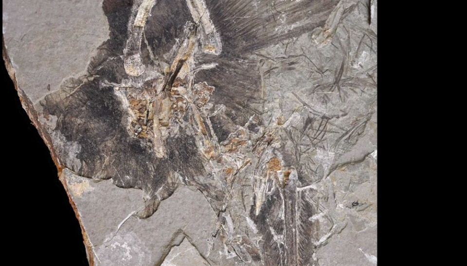 The Anchiornis was a small, feathered dinosaur, which had the same type of wings as the bird’s ancestor, the Archaeopteryx. The two animals were highly different – one was a bird, the other a dinosaur. This fact shows that the special, large-feathered wings are a step in the evolution of the bird-wing. (Photo: Jakob Vinther)
