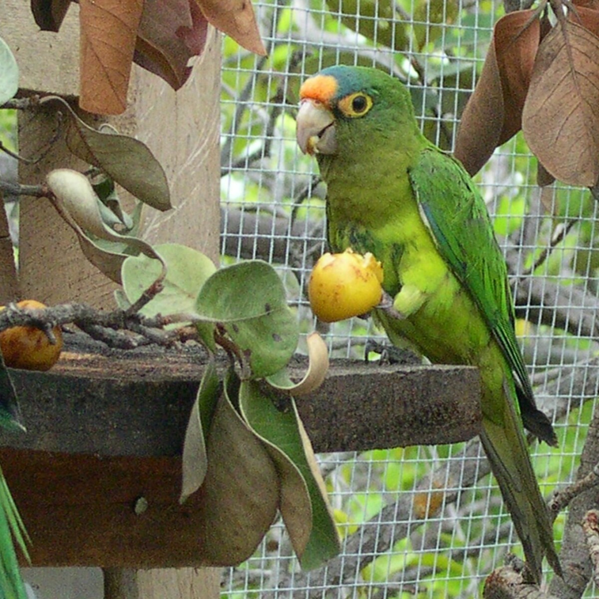 Parrots use sounds like people use names