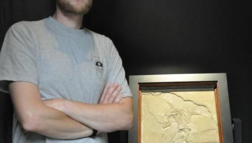 The Archaeopteryx is a genus of early bird that is transitional between feathered dinosaurs and modern birds. Here, Jakob Vinther is pictured next to the fossil that contained new information about the evolution of the bird-wing. (Photo: Jakob Vinther)