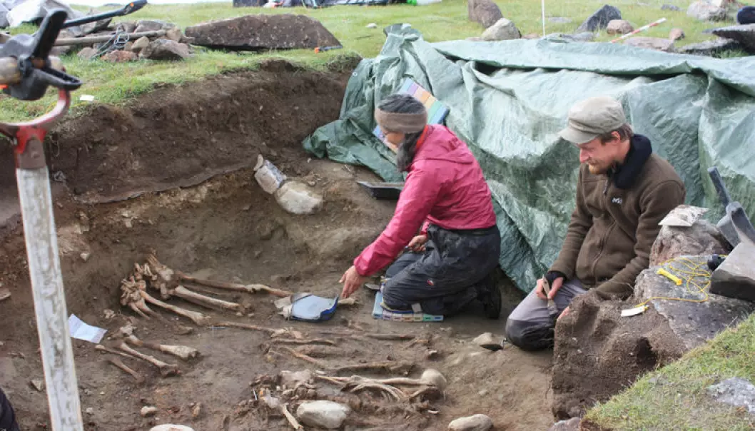 Archaeologists dig up skeletons of Norse settlers in 2010 at the Norse farm Ø64, Igaliku Fjord, Østerbygden, Greenland. (Photo: Jette Arneborg)