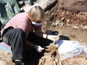 Jette Arneborg removes samples of skeletons from Ø64 for analysis. (Photo: Christian Koch Madsen) Jette Arneborg removes samples of skeletons from Ø64 for analysis. (Photo: Christian Koch Madsen)