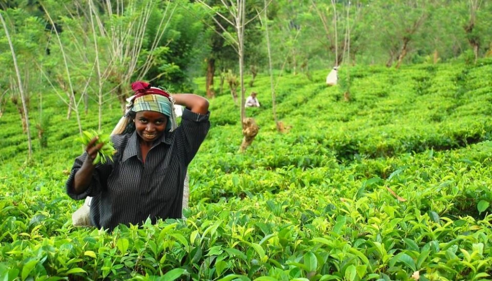 Young Tamil women plucking tea in Sri Lanka. Tea plants are often sprayed with pesticides that kill insects and weeds, but in the Anuradhapura district, where Flemming Konrad's pesticide container is being tested, the farmers mainly cultivate rice and vegetables. They harvest their crops two or three times a year and often they spray their fields once a week, because pesticide-sellers recommend it. (Photo: Colourbox)