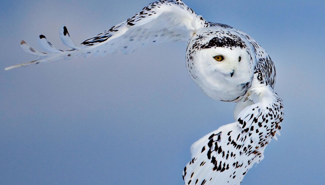 A new, richly illustrated book about Greenland's wildlife has just been published. See some of the beautiful pictures in the above gallery. (Photo: Uri Golman) A new, richly illustrated book about Greenland's wildlife has just been published. See some of the beautiful pictures in the above gallery. (Photo: Uri Golman)