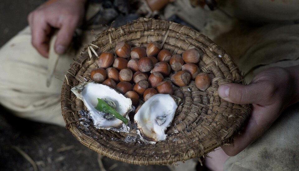 Oysters and hazelnuts were popular with Stone Age hunters. (Photo: Sagnlandet Lejre)