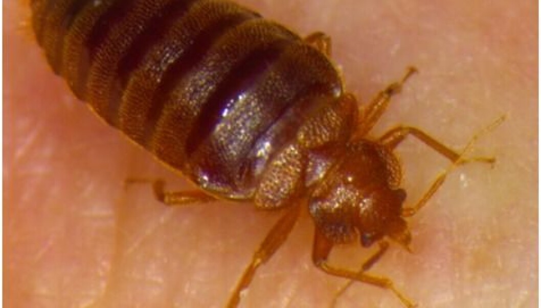 A bed bug that’s almost finished sucking blood. (Photo: Ole Kilpinen/PLOS ONE) A bed bug that’s almost finished sucking blood. (Photo: Ole Kilpinen/PLOS ONE)