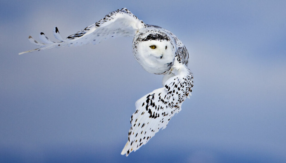 Many consider the Snowy owl as one of the world’s most beautiful and impressive birds. They can fly in almost complete silence, which makes them excellent hunters. This is a female. The male is snow-white. (Photo: Uri Golman)