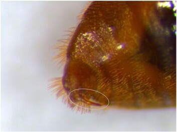 The male awl-shaped sex organ penetrates the female abdomen. (Photo: Ole Kilpinen/PLOS ONE) The male awl-shaped sex organ penetrates the female abdomen. (Photo: Ole Kilpinen/PLOS ONE)