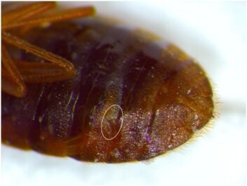 A female abdomen viewed from below, with the ectospermalege highlighted. (Photo: Ole Kilpinen/PLOS ONE) A female abdomen viewed from below, with the ectospermalege highlighted. (Photo: Ole Kilpinen/PLOS ONE)