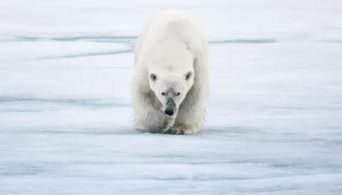 Greenland's beautiful wildlife in pictures Greenland's beautiful wildlife in pictures