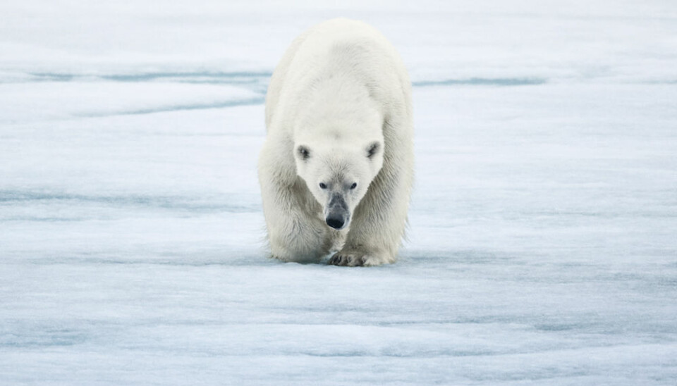 Greenland is also home to the world’s largest land predator, the polar bear. Polar bears are very sensitive to climate changes as their habitat is shrinking drastically. They need large areas with lots of animals because they need huge amounts of meat to stay alive. (Photo: Uri Golman)