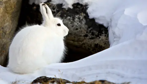Greenland's beautiful wildlife in pictures Greenland's beautiful wildlife in pictures