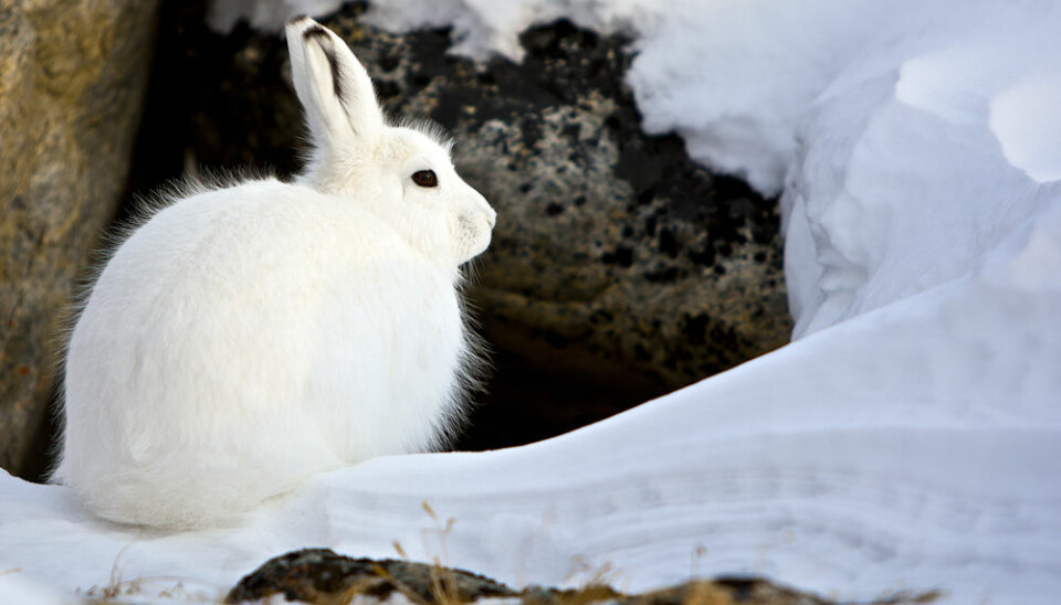The Arctic hare, also known as the polar rabbit, lives throughout Greenland, with the exception of East Greenland. In winter, it lives on twigs and barks and eats snow to hydrate itself. (Photo: Uri Golman)
