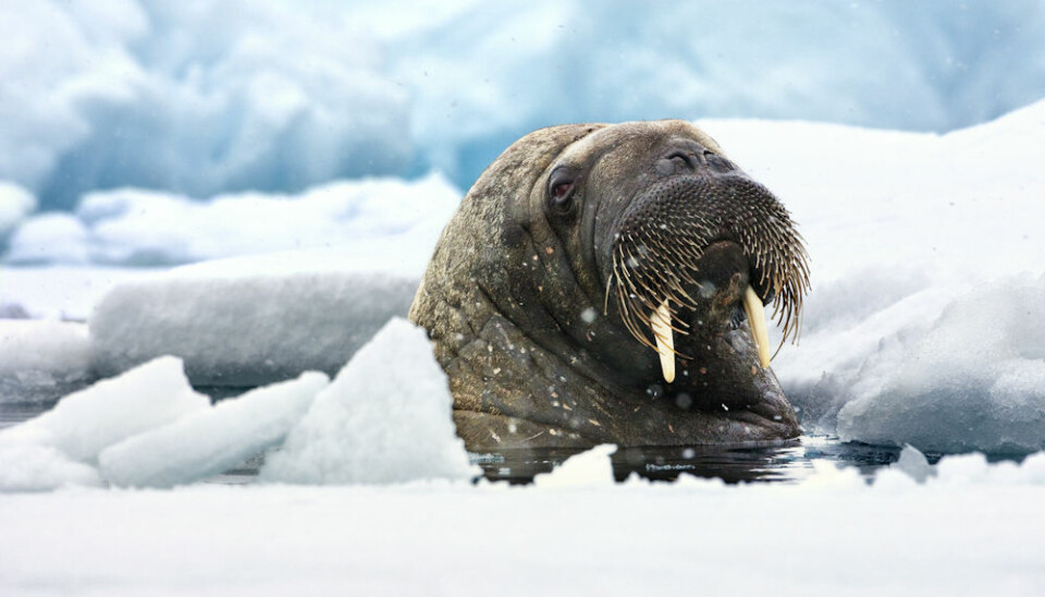 The walrus has the world's longest tusks. They can grow up to 50 cm in length. One of the functions of the tusks is to create and maintain breathing holes in the ice. (Photo: Uri Golman)