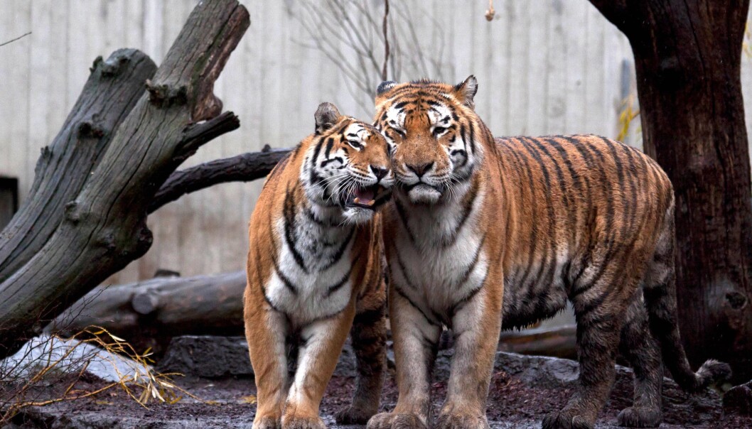Tiger dating can tigers find love in faeces?